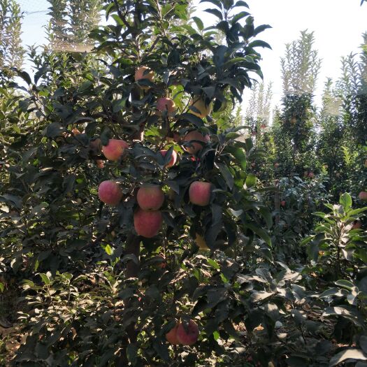 赞皇县中秋王苹果 75mm以下 片红 纸袋