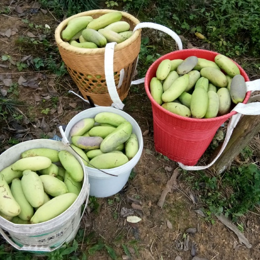 古丈县紫色一号八月瓜 150g以上 种植