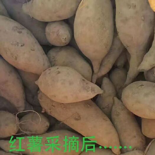 惠东县 红薯粉丝