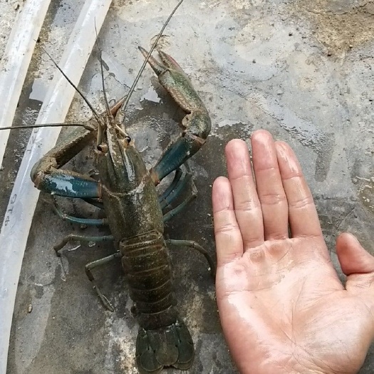 蓝山县澳洲淡水龙虾优质三公分虾苗