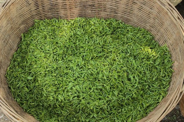黄山烘青绿茶 自家茶园产量春茶也就五六十斤，无农毒，