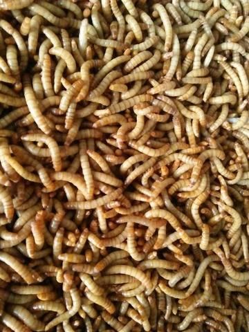 砚山县 黄粉虫