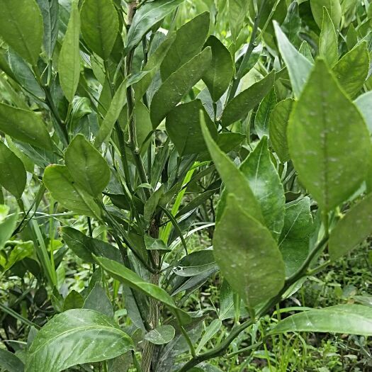 眉山甘平柑橘苗 大量批发零售甘平嫁接苗