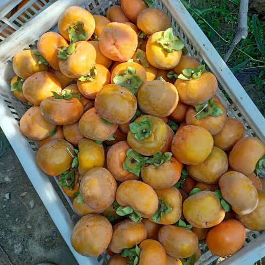 永济市胎里红柿子 1 - 2两以上