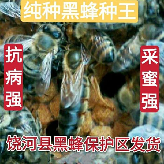 饶河县意大利蜜蜂  东北黑蜂种王东北黑蜂蜂群