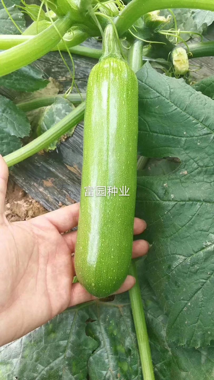 油绿西葫芦种子早春抗寒产量高抗病毒茭角瓜籽