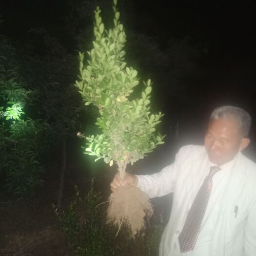 洛阳 大叶黄杨