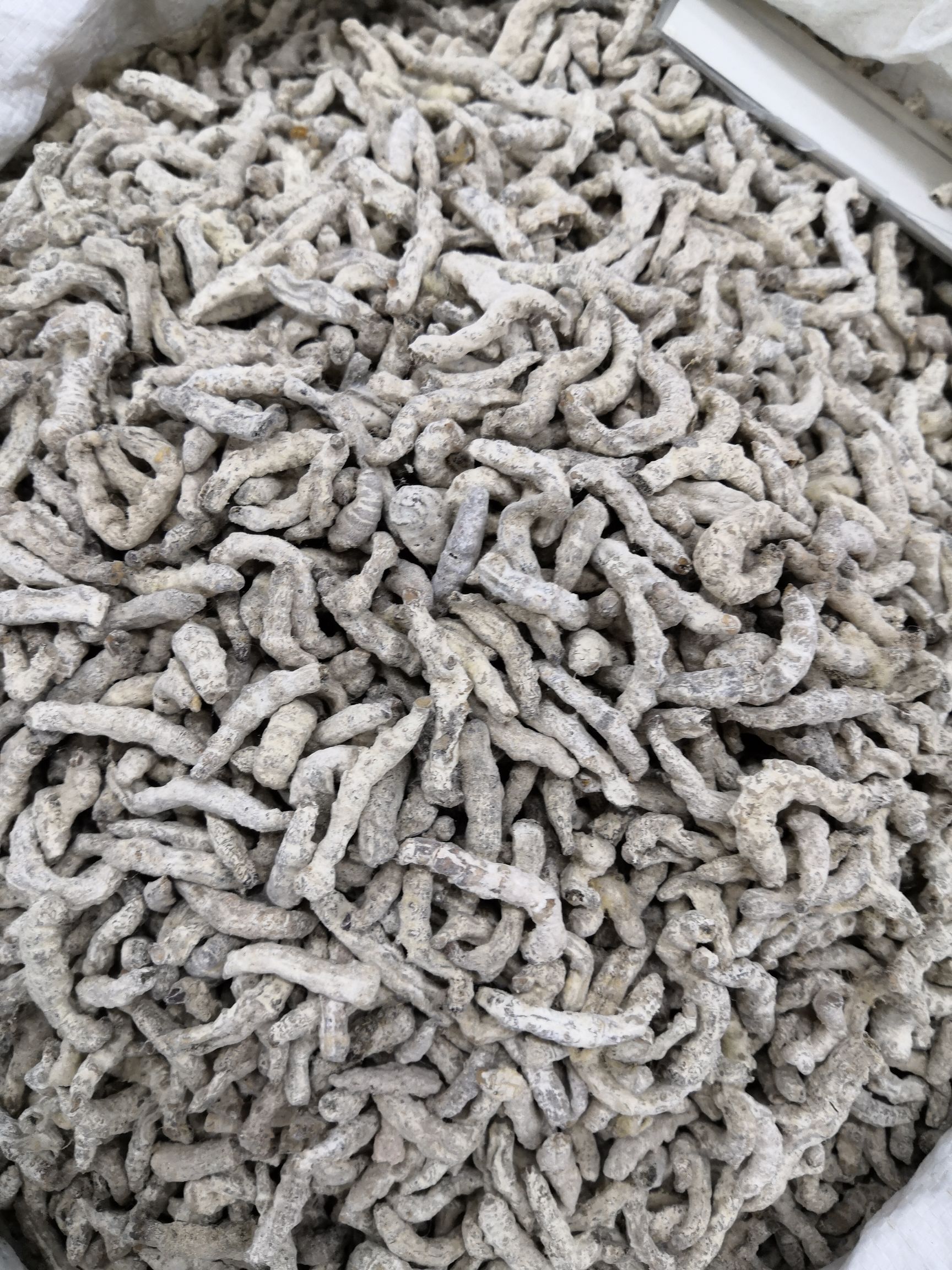 白僵蚕 僵蚕 僵虫 天虫 各种中药材批发零售