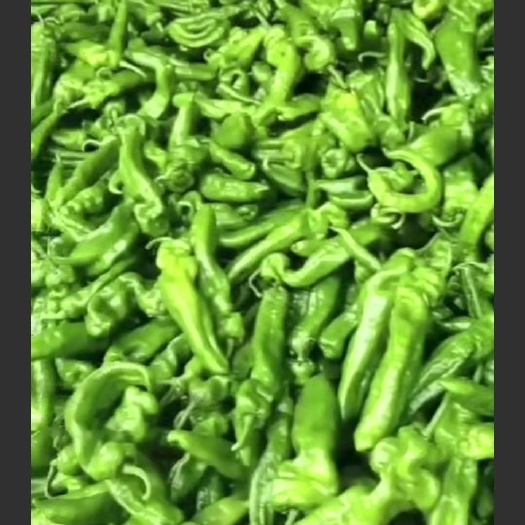 夏邑县薄皮椒 15~20cm 中辣 靑色