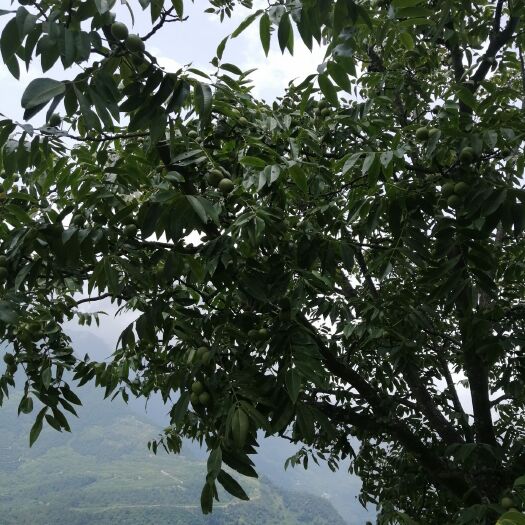 青皮核桃 需要的干快啦