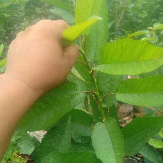 栖霞市福晨樱桃苗