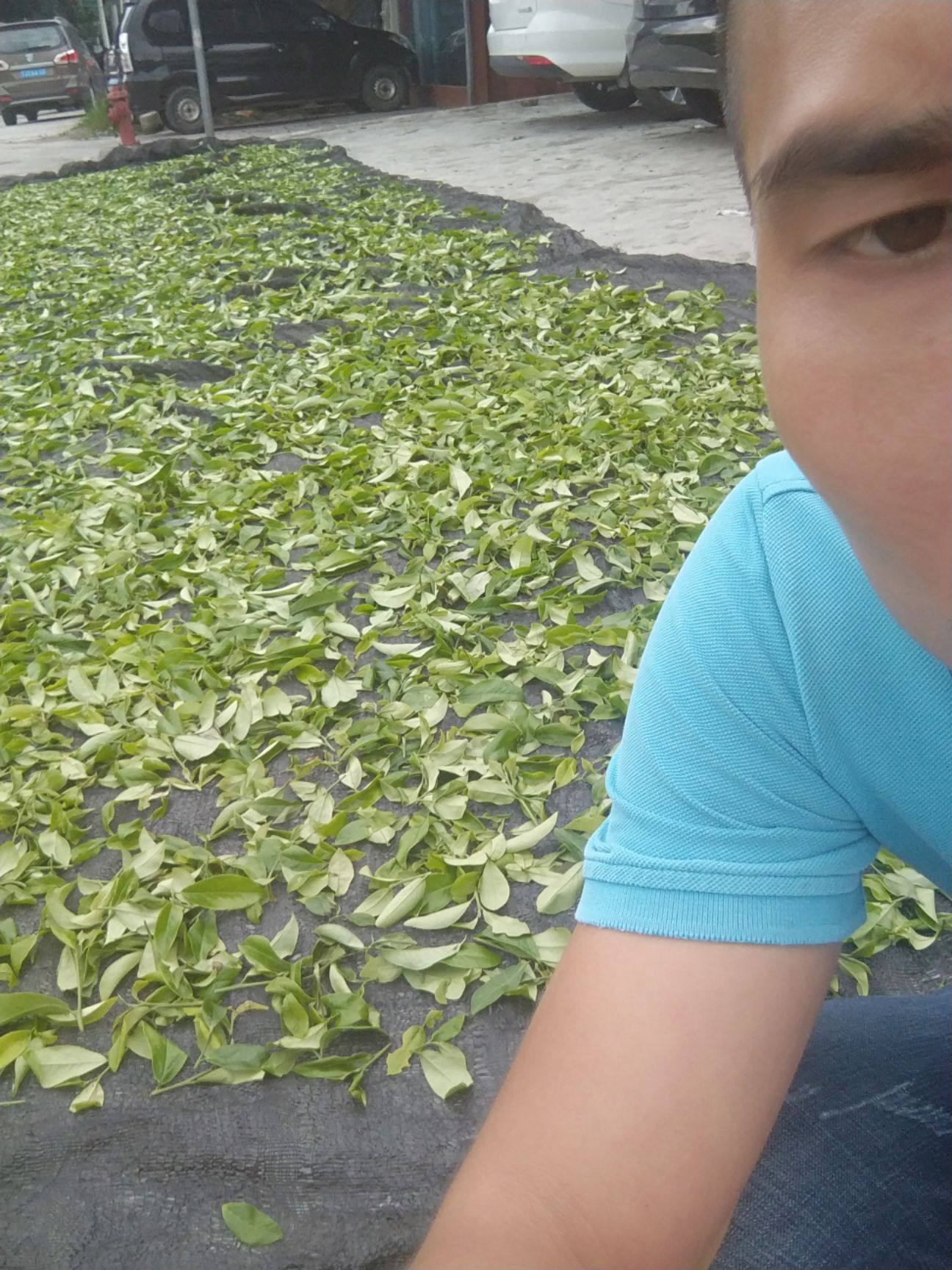 单丛茶  茶农自产茶，高山，老树，找合作伙伴，代发货商，有兴趣的加我v
