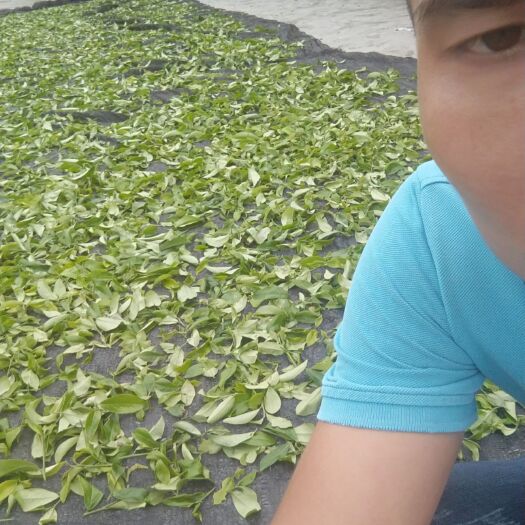 汕头单丛茶  茶农自产茶，高山，老树，找合作伙伴，代发货商，有兴趣的加我v