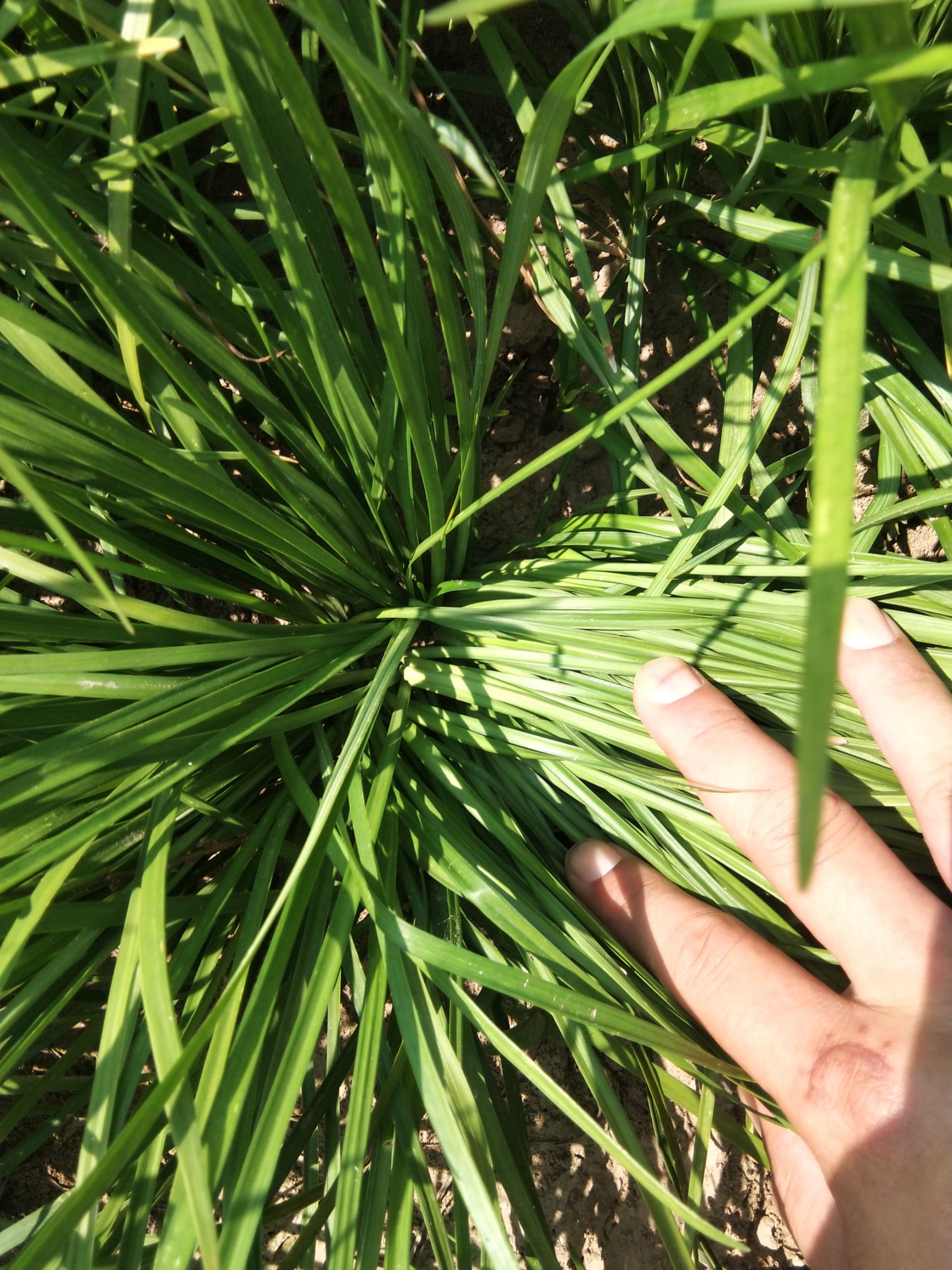 精美麦冬草，绿化苗，工程用苗，麦冬种苗，全国发货。
