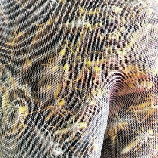 昌江县蚂蚱 营养价值高