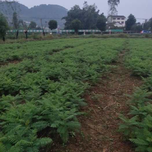 宜宾丛生蓝花楹 大小杯苗丛生，大树，15－30公分高低分枝都有