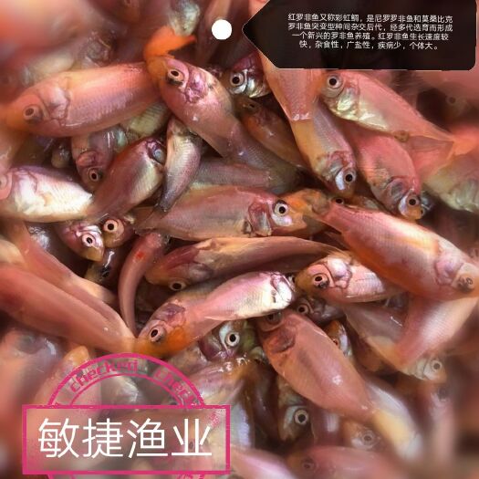 广州红罗非鱼苗 红罗非生长快，产量高，效益好