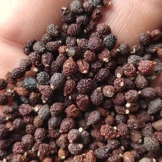 荥阳市蓝花鸢尾