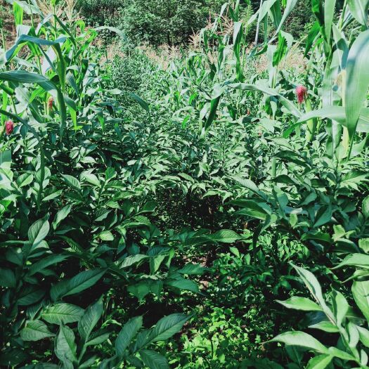 魔芋种 众益魔于种植基地