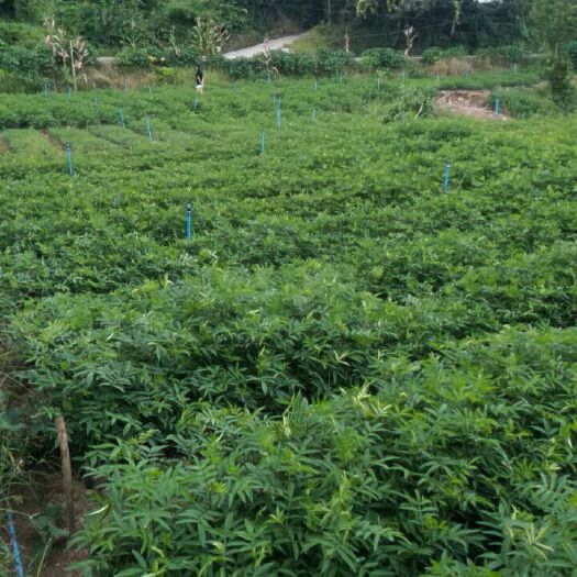 洪雅县金阳县青花椒苗 品种纯正，包技术，回收