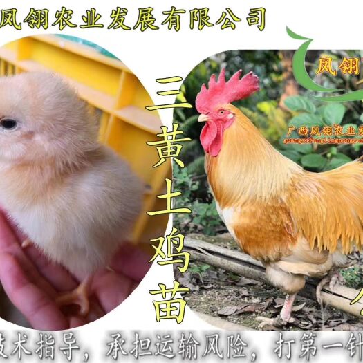 南宁三黄鸡苗 2天一批，每批5万羽