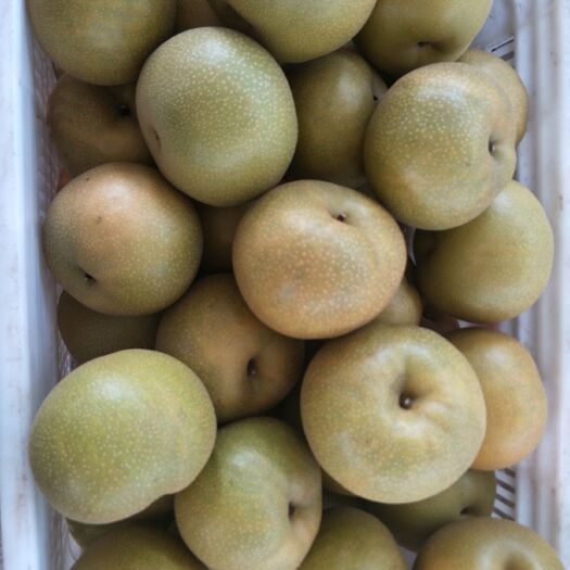 莱阳市华山梨 90mm以上 400-450g
