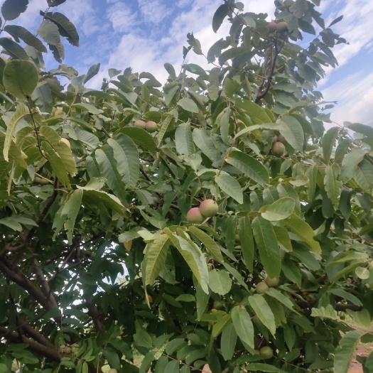 鹤庆县鲜核桃 产自高海拔地区，树上自然成熟脱落，天然绿色无污染。
