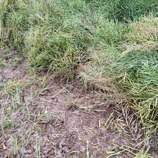 永昌县油菜籽 高芥酸油菜
