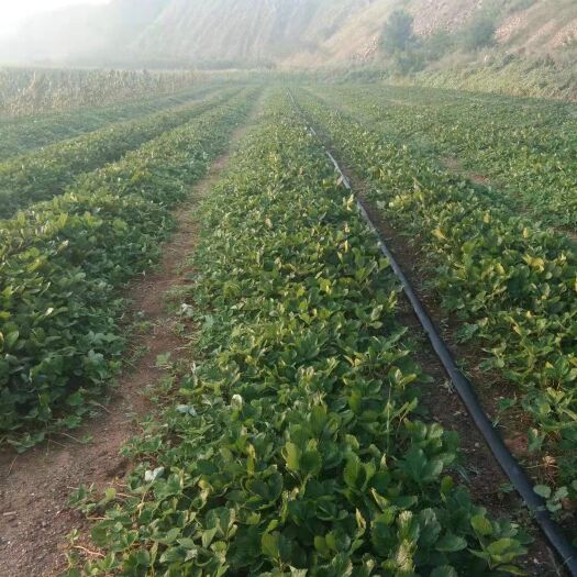 乳山市 优质甜宝草莓苗  地栽苗  量大 保证成活率