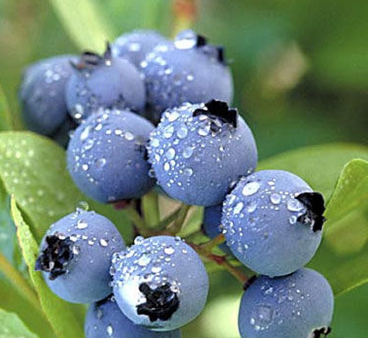 泰安 组培脱毒绿宝石，珠宝蓝莓苗，包成活，免费技术指导