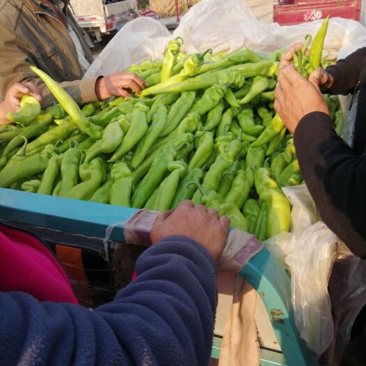 新乐市 尖椒大量上市