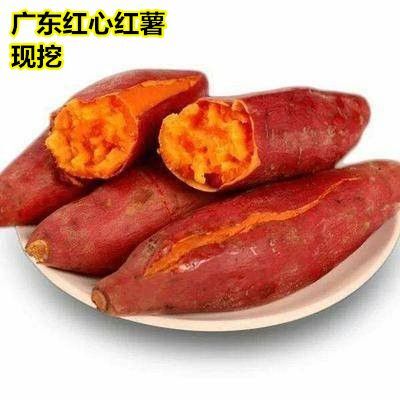 淅川县 【2019新薯*广东红心红薯】大量上市！基地直供，现挖现卖