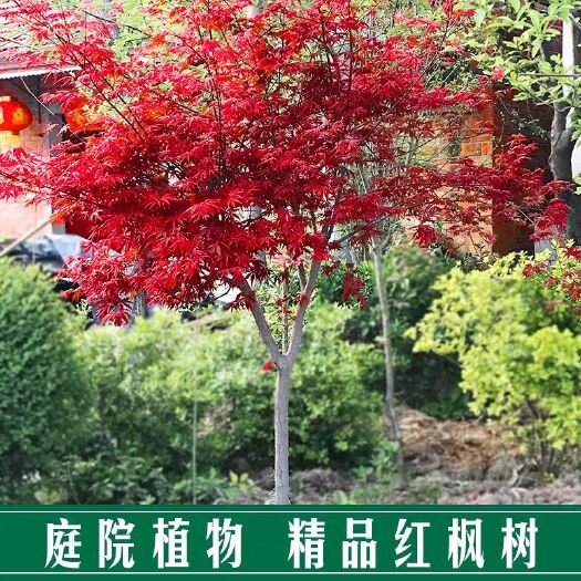 中国红枫 红枫树苗红枫中国红四季红庭院绿化红枫