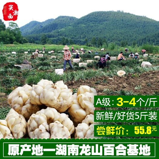 龙山县 中国百合之乡湖南龙山新鲜百合精品大果药食两用养生百合果5斤