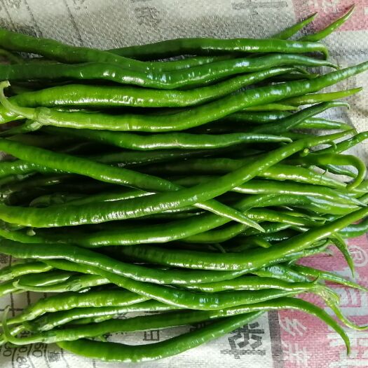 青州市 精品辣椒