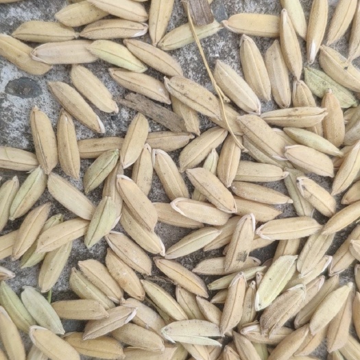 西充县 自家种的无化学肥料和无化学农药的新鲜大米。自家种的质量可靠