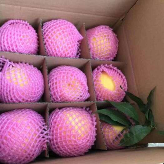 扶风县黄金黄桃 精品黄金密