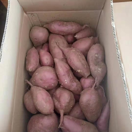 卢龙县 腾飞红薯