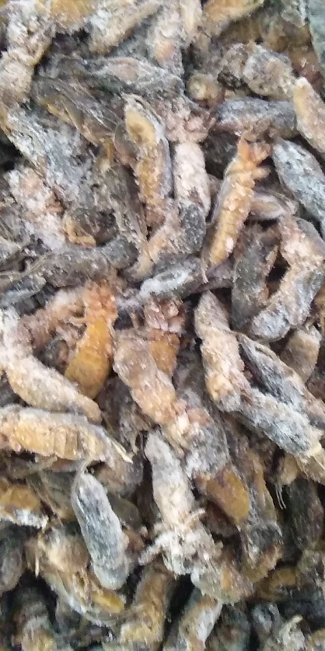 冻虾蛄 鲜货速冻