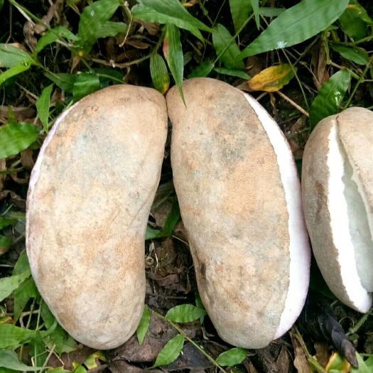 山阳县 八月瓜