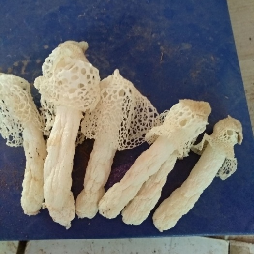 贞丰县织金竹荪 贵州梁记山货
