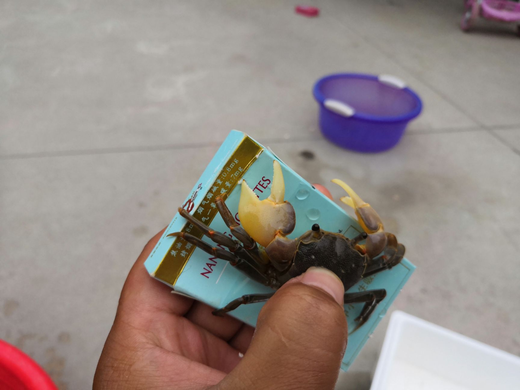  精品小海蟹