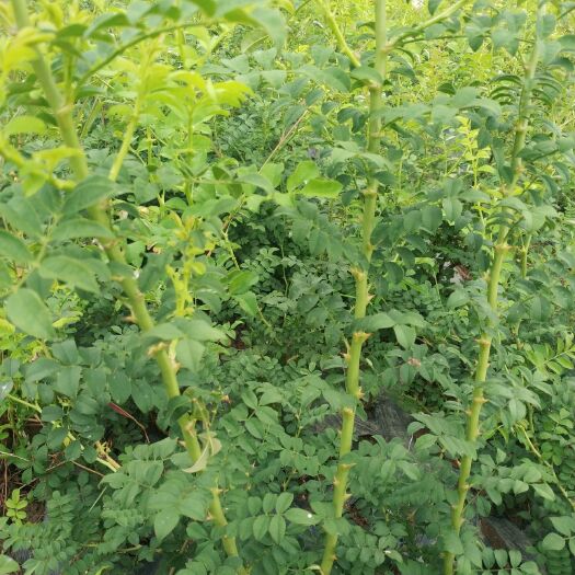 毕节刺梨苗 七星关区50万亩刺梨产业专用苗 一年生贵农五号 无籽