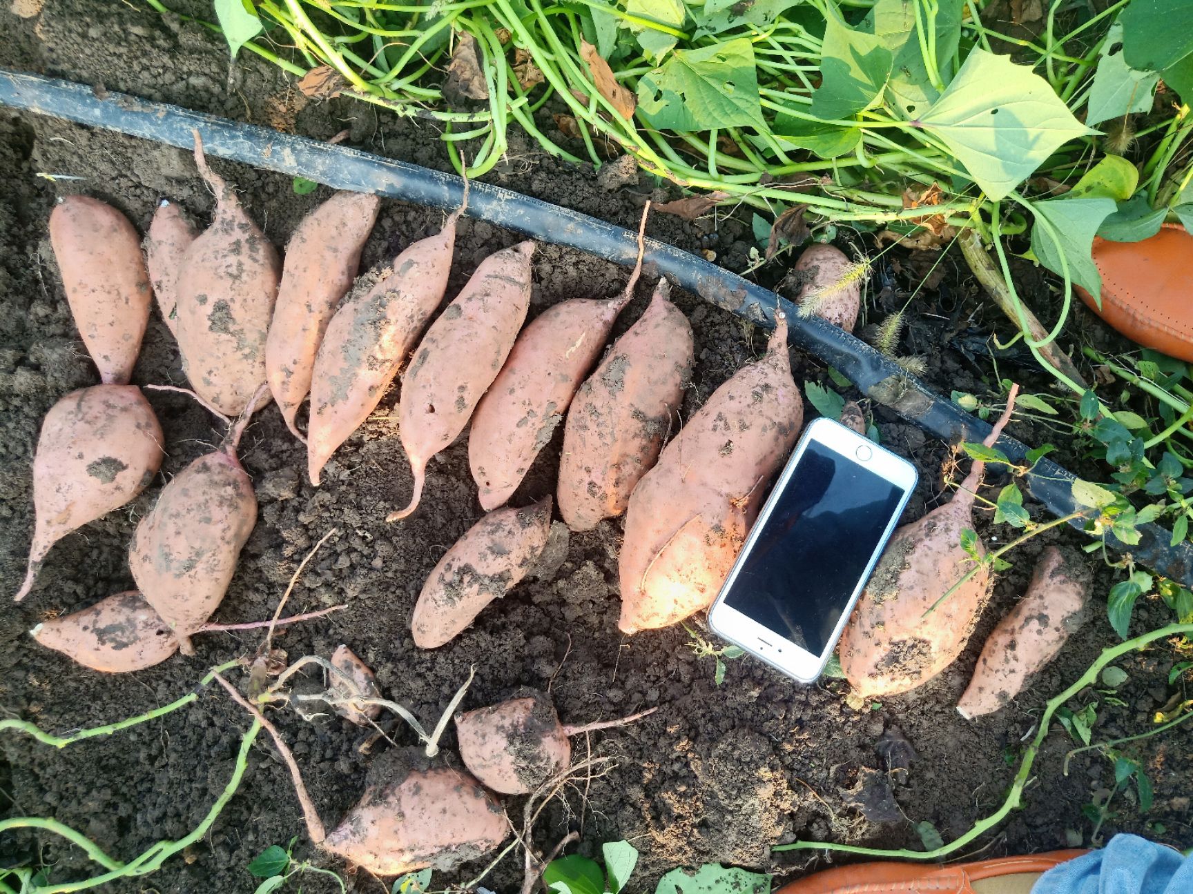  龙薯九号  黄皮黄心