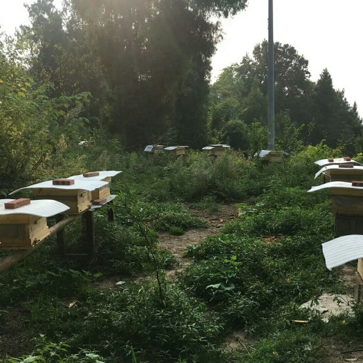 崇州市中华蜜蜂 中华蜂，阿坝蜂，蜂群