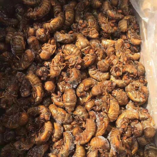 砀山县 金蝉，质量好，价格优，送礼之佳品