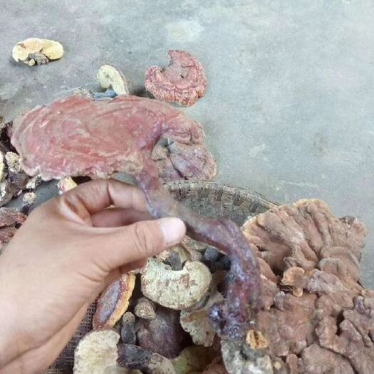 勐海县赤灵芝