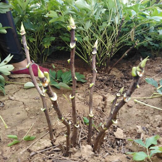 洛阳鲁荷红 0.5米以下 14~16cm 18~20cm