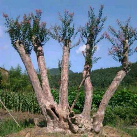 杭州 紫薇红花