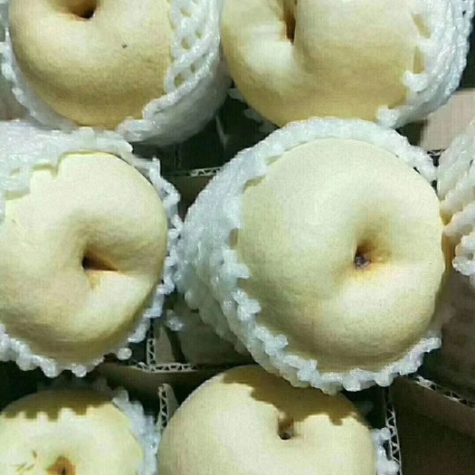  蒲城蘇梨，自古有贡梨的来历，在明清两代进贡朝庭的来历，